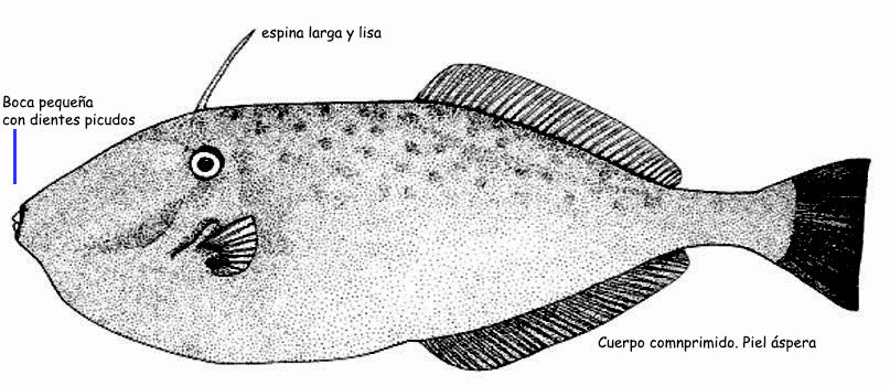 Aluterus monoceros_01.jpg